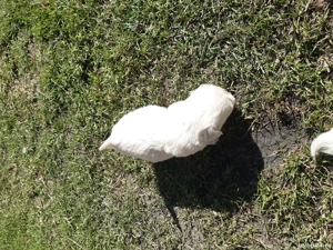 Puiuti bichon maltez