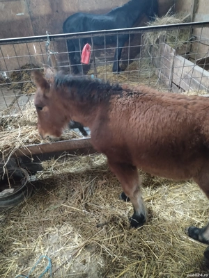 manz de vânzare  - imagine 2