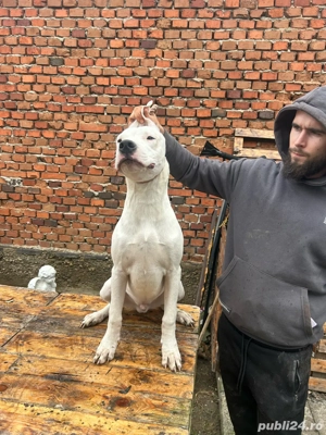 catei dog argentinian  - imagine 5