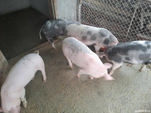 Purcei 30-35 kg buc - imagine 3