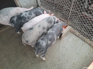 Purcei 30-35 kg buc - imagine 5