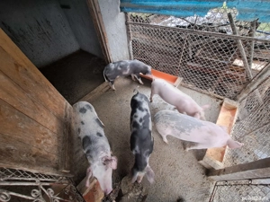 Purcei 30-35 kg buc - imagine 2