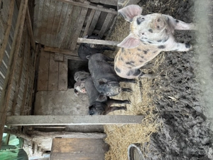 Porci de vanzare de diferite marimi - imagine 2