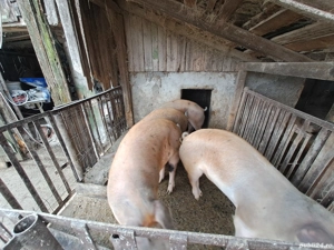Porci Durok pentru sacrificat  - imagine 4