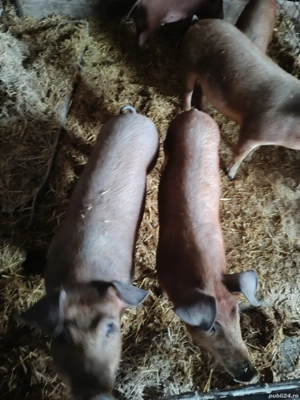 vand purcei de rasa duroc 