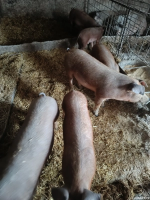 vand purcei de rasa duroc  - imagine 3