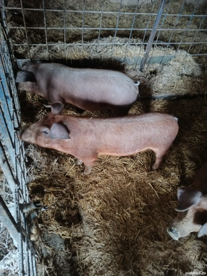 vand purcei de rasa duroc  - imagine 2