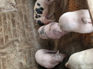 De vanzare porci! - imagine 4