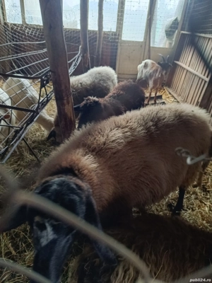 vand oi si capre  - imagine 3