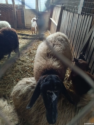 vand oi si capre  - imagine 5