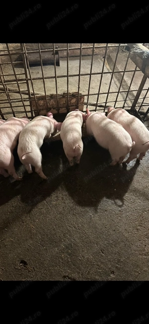  Vând purcei Marele Alb