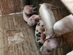 De vanzare porci! - imagine 5