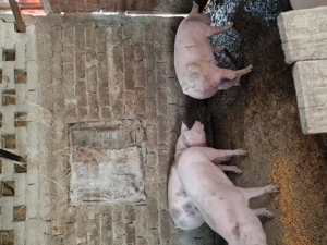 De vanzare porci! - imagine 3