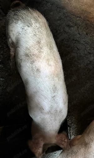 De vanzare porc de Craciun