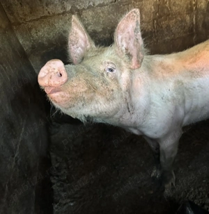 De vanzare porc de Craciun - imagine 4