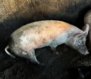 De vanzare porc de Craciun - imagine 3