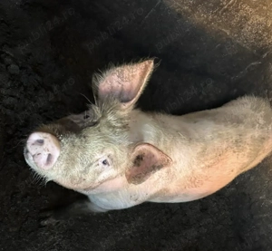 De vanzare porc de Craciun - imagine 2