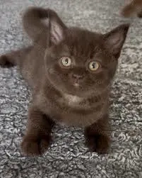 british chocolate - imagine 2