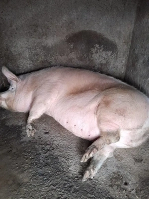 Porc de vânzare! - imagine 4
