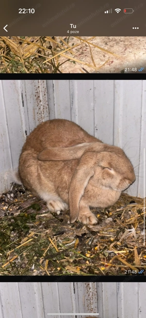 de vanzare iepurii  mai multe detalii în PV  - imagine 2