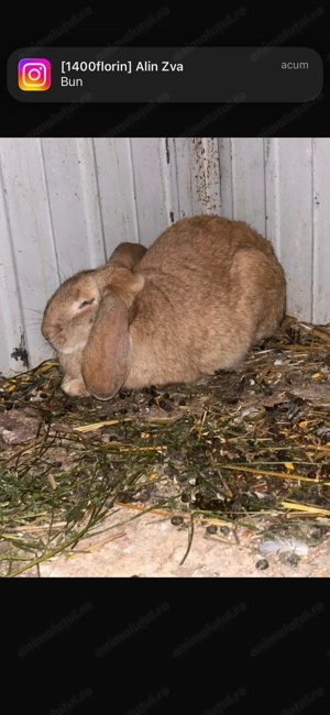 de vanzare iepurii  mai multe detalii în PV 