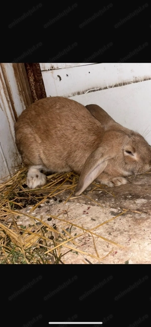 de vanzare iepurii  mai multe detalii în PV  - imagine 4