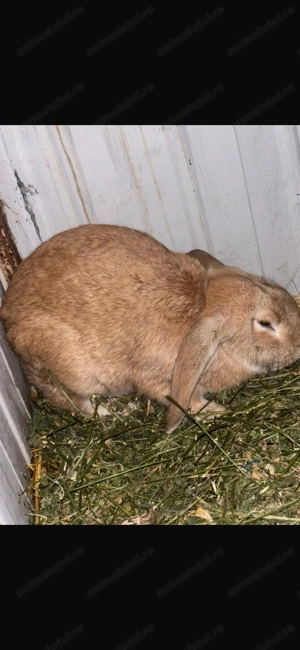 de vanzare iepurii  mai multe detalii în PV  - imagine 3