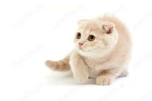 scottish fold capucino cream - imagine 2