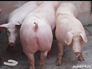 Vand Porci - imagine 2