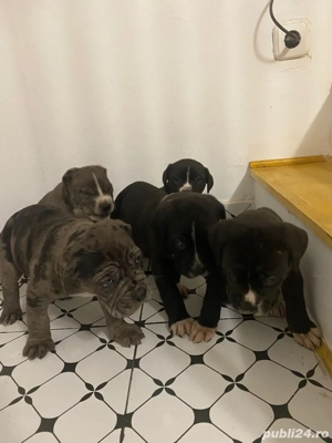 vand pui cane corso cu dog german - imagine 3