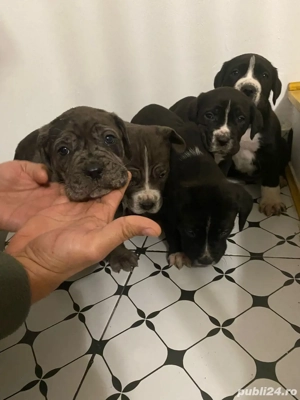 vand pui cane corso cu dog german - imagine 2