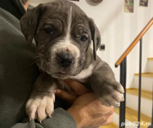 vand pui cane corso cu dog german