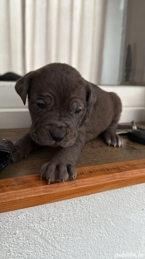 vand pui cane corso cu dog german - imagine 5