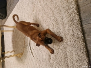 catei boxer german  - imagine 5