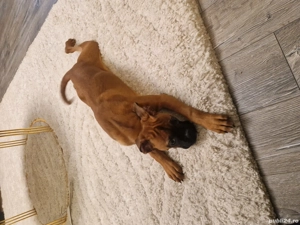 catei boxer german  - imagine 9