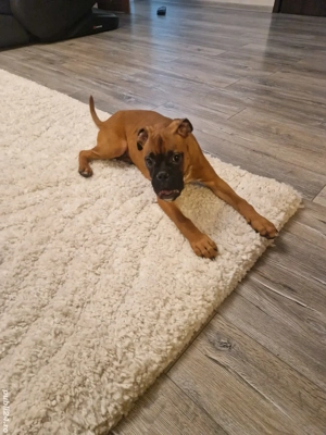 catei boxer german  - imagine 3