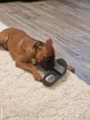 catei boxer german  - imagine 2