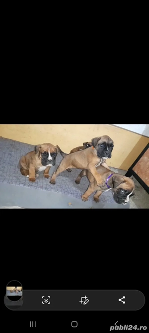 pui boxer german gold