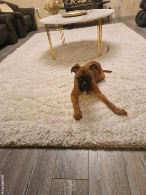 catei boxer german  - imagine 7