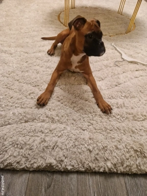 catei boxer german  - imagine 8