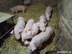 Vand purcei Petrean - imagine 2