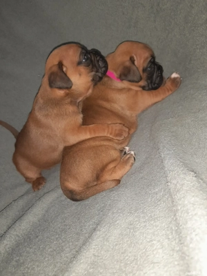 pui boxer german gold - imagine 3