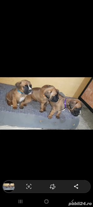 pui boxer german gold - imagine 2