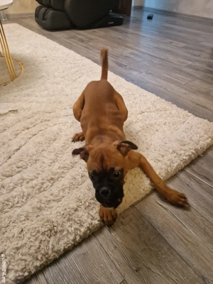 catei boxer german  - imagine 6
