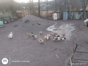 Rațe de casă de vânzare  - imagine 2