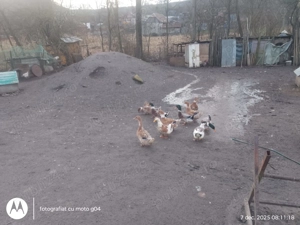 Rațe de casă de vânzare  - imagine 3