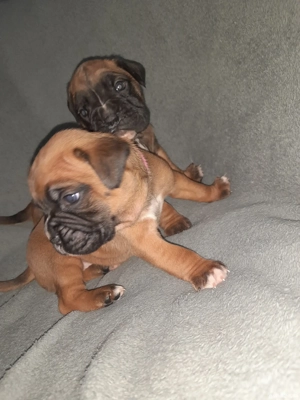 pui boxer german gold - imagine 4