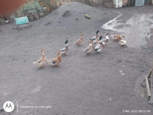 Rațe de casă de vânzare 