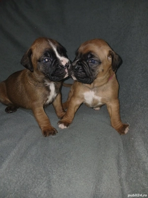 pui boxer german gold - imagine 5