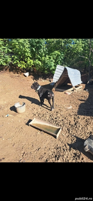 cane corso 